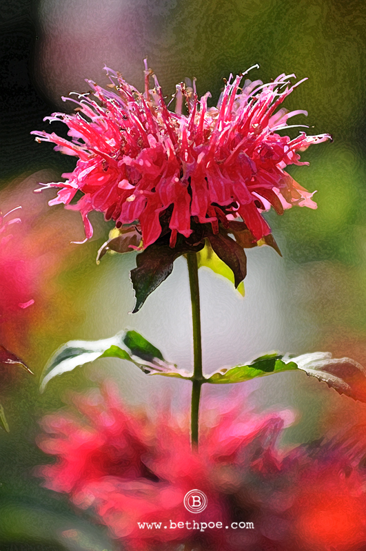 DSC_0851.web