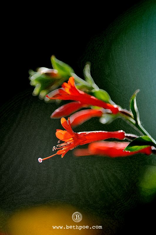 DSC_0853.web