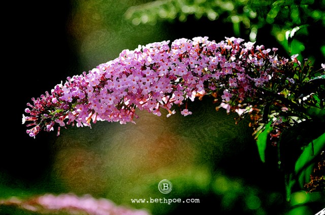 DSC_0858.web