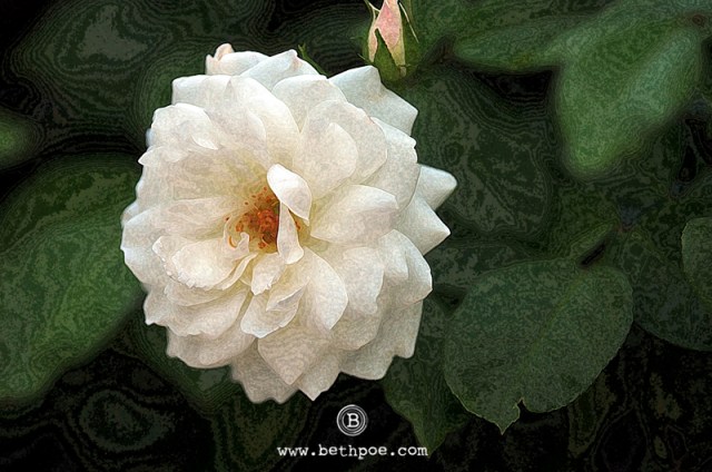 DSC_0861.web