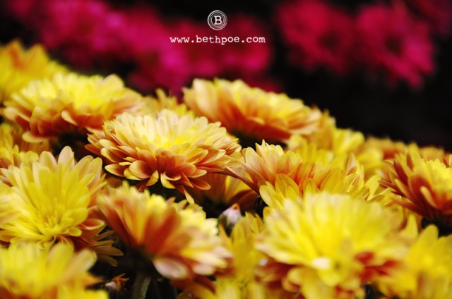 DSC_5930.web