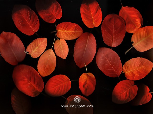 Serviceberry 6.1.web