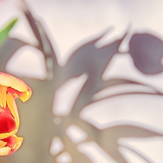 MAR 25 :&nbsp;84/365