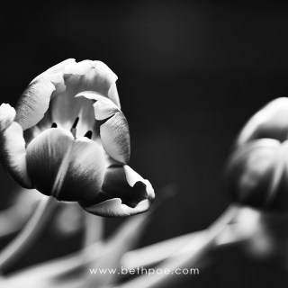 MAR 28 :&nbsp;87/365