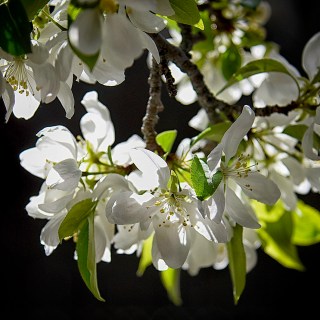 APR 12 :&nbsp;102/365