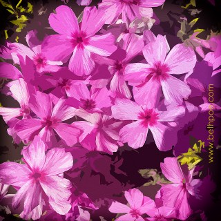 APR 26 :&nbsp;116/365