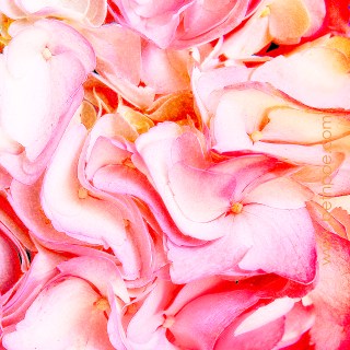 APR 27 :&nbsp;117/365