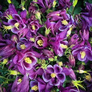 MAY 11 :&nbsp;131/365