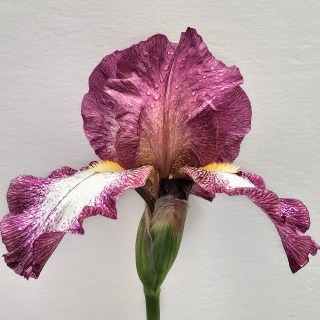 MAY 18 :&nbsp;138/365