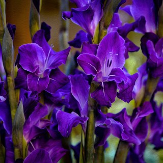 MAY 24 :&nbsp;144/365