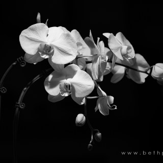 JUN 11 :&nbsp;162/365