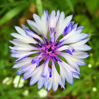 JUL 5 :&nbsp;186/365