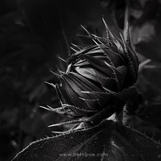 JUL 1 :&nbsp;182/365