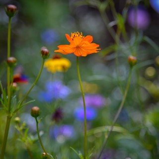 JUL 16 :&nbsp;197/365