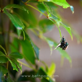 AUG 4 :&nbsp;216/365