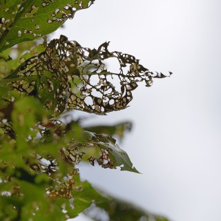 AUG 5 :&nbsp;217/365