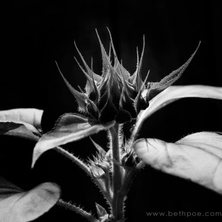 AUG 7 :&nbsp;219/365