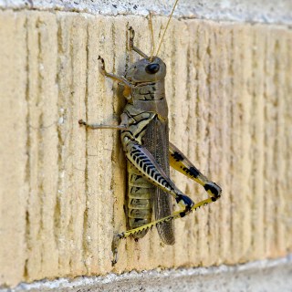 AUG 11 :&nbsp;223/365