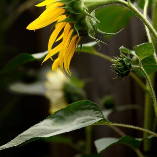 AUG 22 :&nbsp;234/365