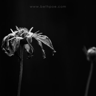 SEP 1 :&nbsp;244/365