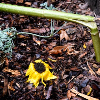 SEP 5 :&nbsp;248/365