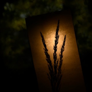 OCT 2 :&nbsp;275/365