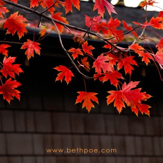 OCT 27 :&nbsp;300/365