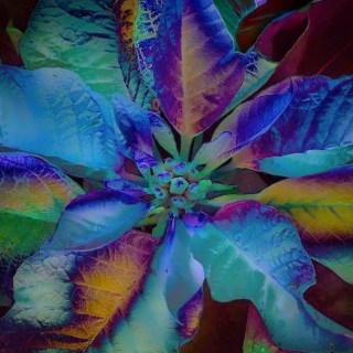 DEC 7 :&nbsp;341/365